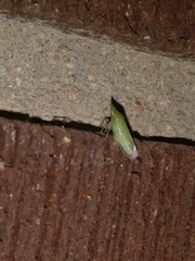 Xerophloea