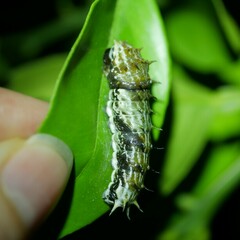 Papilionidae