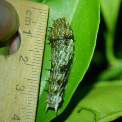 Papilionidae