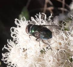 Chrysomya rufifacies