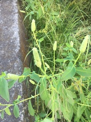Sphenoclea zeylanica
