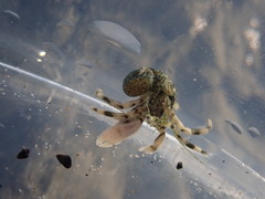 Pagurus novizealandiae