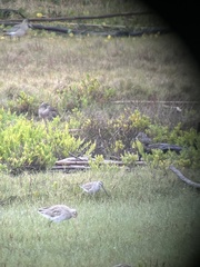 Limnodromus semipalmatus