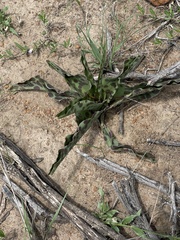 Ledebouria revoluta