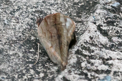 Junonia hierta cebrene