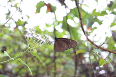 Euploea mulciber barsine