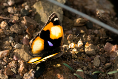 Junonia hierta cebrene