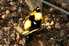 Junonia hierta cebrene