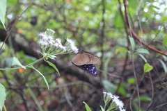 Euploea mulciber barsine