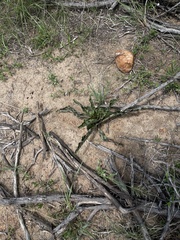 Ledebouria revoluta