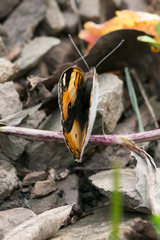 Junonia hierta cebrene