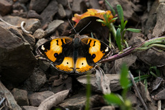 Junonia hierta cebrene
