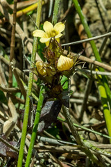 Alectra sessiliflora