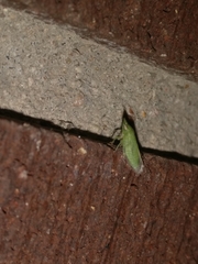 Xerophloea