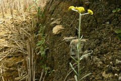 Pseudognaphalium affine