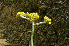 Pseudognaphalium affine