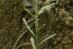 Pseudognaphalium affine