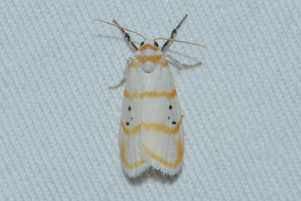 Cyana harterti