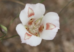 Calochortus venustus