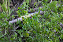 Microglossa mespilifolia