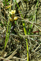 Alectra sessiliflora