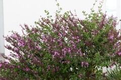 Syncolostemon rotundifolius