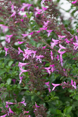 Syncolostemon rotundifolius