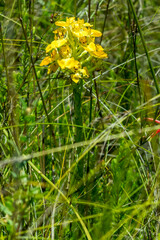 Ceratandra grandiflora