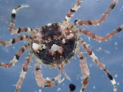 Halicarcinus