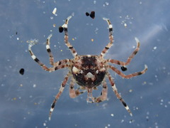 Halicarcinus