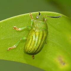 Calomela pallida