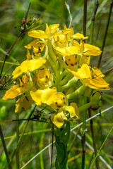 Ceratandra grandiflora