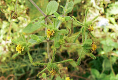 Sigesbeckia orientalis