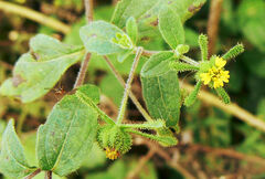 Sigesbeckia orientalis