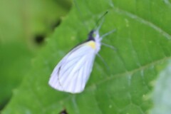 Leptophobia