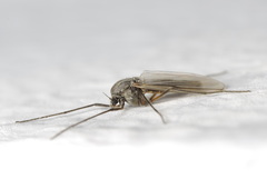 Chironomidae