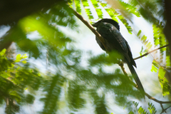 Dicrurus remifer tectirostris