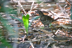 Zoothera aurea