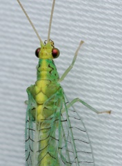 Apertochrysa edwardsi