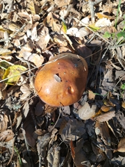 Suillus pungens