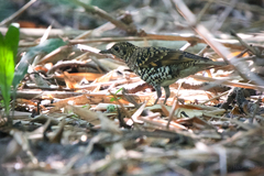 Zoothera aurea
