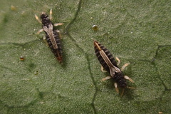Heliothrips haemorrhoidalis