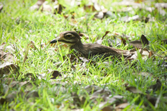 Burhinus indicus