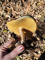 Suillus pungens