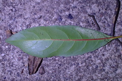 Heliothrips haemorrhoidalis