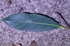Heliothrips haemorrhoidalis