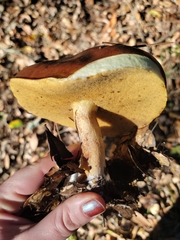 Suillus pungens