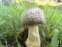 Amanita augusta