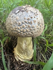 Amanita augusta