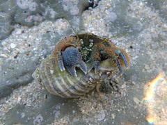 Pagurus novizealandiae